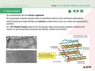 Biología  2º Bachillerato Tema 7.  LA ENVOLTURA CELULAR 6. Pared celular Es característica de las  células vegetales .  Es una gruesa cubierta situada sobre la superficie externa de la membrana plasmática.  Está formada por largas fibrillas de  celulosa  unidas entre sí por una matriz de polisacárido y proteína. En 1665  Robert Hooke  observó al microscopio óptico las gruesas paredes celulares del corcho, lo que le permitió reconocer las células y darles ese nombre. 