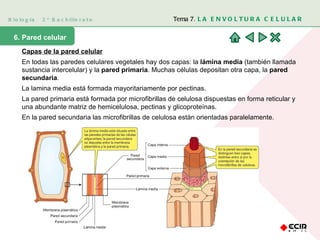 Biología  2º Bachillerato Tema 7.  LA ENVOLTURA CELULAR 6. Pared celular Capas de la pared celular En todas las paredes celulares vegetales hay dos capas: la  lámina media  (también llamada sustancia intercelular) y la  pared primaria . Muchas células depositan otra capa, la  pared secundaria .  La lamina media está formada mayoritariamente por pectinas.  La pared primaria está formada por microfibrillas de celulosa dispuestas en forma reticular y una abundante matriz de hemicelulosa, pectinas y glicoproteínas. En la pared secundaria las microfibrillas de celulosa están orientadas paralelamente.  