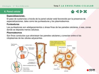 Biología  2º Bachillerato Tema 7.  LA ENVOLTURA CELULAR 6. Pared celular Especializaciones  El paso de sustancias a través de la pared celular está favorecido por la presencia de especializaciones, tales como las punteaduras y los plasmodesmos. Punteaduras Las punteaduras son adelgazamientos o áreas finas de las paredes celulares, o sea, zonas donde se deposita menos celulosa.  Plasmodesmos Son finos conductos que atraviesan las paredes celulares y conectan entre sí los citoplasmas de las células adyacentes.  