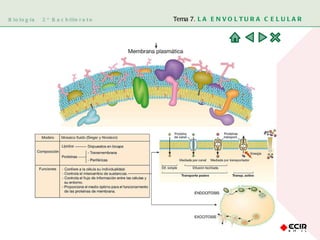 Biología  2º Bachillerato Tema 7.  LA ENVOLTURA CELULAR 