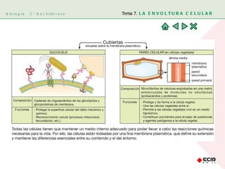 Biología  2º Bachillerato Tema 7.  LA ENVOLTURA CELULAR 