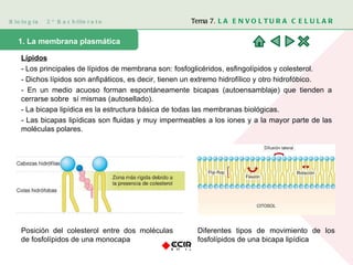 Biología  2º Bachillerato Tema 7.  LA ENVOLTURA CELULAR 1. La membrana plasmática  Lípidos - Los principales de lípidos de membrana son: fosfoglicéridos, esfingolípidos y colesterol.  - Dichos lípidos son anfipáticos, es decir, tienen un extremo hidrofílico y otro hidrofóbico. - En un medio acuoso forman espontáneamente bicapas (autoensamblaje) que tienden a cerrarse sobre  sí mismas (autosellado).  - La bicapa lipídica es la estructura básica de todas las membranas biológicas. - Las bicapas lipídicas son fluidas y muy impermeables a los iones y a la mayor parte de las moléculas polares. Posición del colesterol entre dos moléculas de fosfolípidos de una monocapa Diferentes tipos de movimiento de los fosfolípidos de una bicapa lipídica 