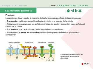 Biología  2º Bachillerato Tema 7.  LA ENVOLTURA CELULAR 1. La membrana plasmática  Proteínas Las proteínas llevan a cabo la mayoría de las funciones específicas de las membranas. •  Transportan  moléculas específicas hacia el interior o el exterior de la célula. •  Actúan como  receptores  de las señales químicas del medio y transmiten estas señales al interior de la célula. •  Son  enzimas  que catalizan reacciones asociadas a la membrana. •  Actúan como  puentes estructurales  entre el citoesqueleto de la célula y/o la matriz extracelular. Funciones que desempeñan las proteínas de la membrana plasmática.  