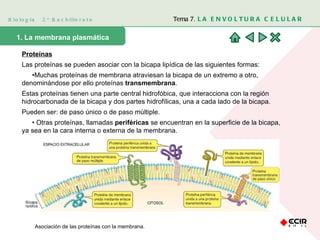 Biología  2º Bachillerato Tema 7.  LA ENVOLTURA CELULAR 1. La membrana plasmática  Proteínas Las proteínas se pueden asociar con la bicapa lipídica de las siguientes formas: • Muchas proteínas de membrana atraviesan la bicapa de un extremo a otro, denominándose por ello proteínas  transmembrana .  Estas proteínas tienen una parte central hidrofóbica, que interacciona con la región hidrocarbonada de la bicapa y dos partes hidrofílicas, una a cada lado de la bicapa. Pueden ser: de paso único o de paso múltiple.  •  Otras proteínas, llamadas  periféricas  se encuentran en la superficie de la bicapa, ya sea en la cara interna o externa de la membrana.  Asociación de las proteínas con la membrana. 