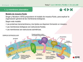 Biología  2º Bachillerato Tema 7.  LA ENVOLTURA CELULAR 1. La membrana plasmática  Modelo de mosaico fluido Singer y Nicolson (1972) propusieron el modelo de mosaico fluido, para explicar la organización general de las membranas biológicas.  Según este modelo:  •  Las proteínas transmembrana y los lípidos se disponen formando un mosaico.  •  Las membranas biológicas son estructuras fluidas.  •  Las membranas son estructuras asimétricas.  