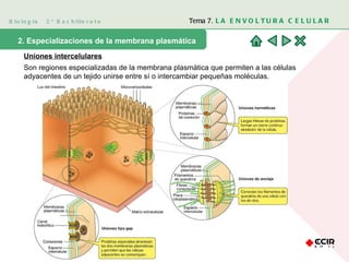 Biología  2º Bachillerato Tema 7.  LA ENVOLTURA CELULAR 2. Especializaciones de la membrana plasmática  Uniones intercelulares Son regiones especializadas de la membrana plasmática que permiten a las células adyacentes de un tejido unirse entre sí o intercambiar pequeñas moléculas. 