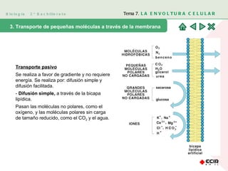 Biología  2º Bachillerato Tema 7.  LA ENVOLTURA CELULAR 3. Transporte de pequeñas moléculas a través de la membrana  Transporte pasivo Se realiza a favor de gradiente y no requiere energía. Se realiza por: difusión simple y difusión facilitada. -  Difusión simple,  a través de la bicapa lipídica.  Pasan las moléculas no polares, como el oxígeno, y las moléculas polares sin carga de tamaño reducido, como el CO 2  y el agua.  