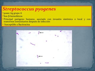 Streptococcus pyogenes

• posee Ag grupo A
• Son β-hemolíticos
• Principal patógeno humano, asociado con invasión sistémica o local y con
trastornos inmunitarios después de infección
• Susceptible a Bacitracina

 