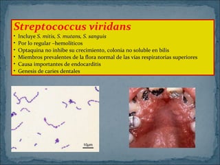 Streptococcus viridans
•
•
•
•
•
•

Incluye S. mitis, S. mutans, S. sanguis
Por lo regular –hemolíticos
Optaquina no inhibe su crecimiento, colonia no soluble en bilis
Miembros prevalentes de la flora normal de las vías respiratorias superiores
Causa importantes de endocarditis
Genesis de caries dentales

 