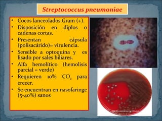 Streptococcus pneumoniae
• Cocos lanceolados Gram (+).
• Disposición en diplos o
cadenas cortas.
• Presentan
cápsula
(polisacárido)= virulencia.
• Sensible a optoquina y es
lisado por sales biliares.
• Alfa hemolítico (hemolisis
parcial = verde)
• Requieren 10% CO2 para
crecer.
• Se encuentran en nasofaringe
(5-40%) sanos

 