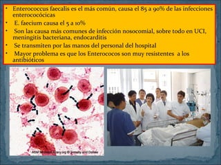 • Enterococcus faecalis es el más común, causa el 85 a 90% de las infecciones
enterococócicas
• E. faecium causa el 5 a 10%
• Son las causa más comunes de infección nosocomial, sobre todo en UCI,
meningitis bacteriana, endocarditis
• Se transmiten por las manos del personal del hospital
• Mayor problema es que los Enterococos son muy resistentes a los
antibióticos

 
