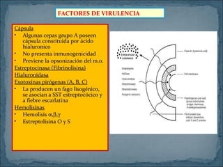 FACTORES DE VIRULENCIA
Cápsula
• Algunas cepas grupo A poseen
cápsula constituida por ácido
hialuronico
• No presenta inmunogenicidad
• Previene la opsonización del m.o.
Estreptocinasa (Fibrinolisina)
Hialuronidasa
Exotoxinas pirógenas (A, B, C)
• La producen un fago lisogénico,
se asocian a SST estreptocócico y
a fiebre escarlatina
Hemolisinas
• Hemolisis α,β,γ
• Estreptolisina O y S

 