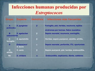 Infecciones humanas producidas por
Estreptococos
Grupo

Especie

A
S. pyogenes
profundos

Hemólisis

Infecciones más frecuentes

β

Faringitis, piel, heridas, neumonía, tejidos
síndromes por toxinas, fiebre reumática

B
S. agalactiae
osteomielitis

β

Sepsis neonatal, neumonía, meningitis,

C
faringitis

S. equisimilis

β

Heridas, sepsis puerperal, celulitis, artritis,

Enterococci
S. bovis

γ

Sepsis neonatal, peritonitis, ITU, oportunista

S. canis

β

Sepsis puerperal, piel, heridas, endocarditis,

S. viridans

α

Endocarditis, septicemia, diente, catéteres

D
G
artritis
No

 