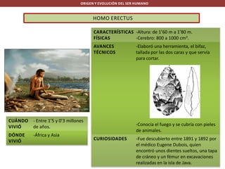 ORIGEN Y EVOLUCIÓN DEL SER HUMANO

HOMO ERECTUS
CARACTERÍSTICAS -Altura: de 1’60 m a 1’80 m.
FÍSICAS
-Cerebro: 800 a 1000 cm3.
AVANCES
TÉCNICOS

CUÁNDO
VIVIÓ

- Entre 1’5 y 0’3 millones
de años.

DÓNDE
VIVIÓ

-África y Asia

-Elaboró una herramienta, el bifaz,
tallada por las dos caras y que servía
para cortar.

-Conocía el fuego y se cubría con pieles
de animales.
CURIOSIDADES

-Fue descubierto entre 1891 y 1892 por
el médico Eugene Dubois, quien
encontró unos dientes sueltos, una tapa
de cráneo y un fémur en excavaciones
realizadas en la isla de Java.

 