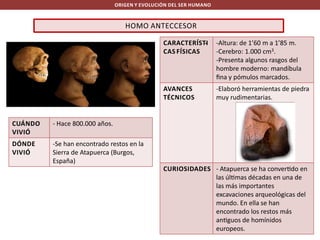ORIGEN Y EVOLUCIÓN DEL SER HUMANO

HOMO ANTECCESOR
CARACTERÍSTI
CAS FÍSICAS

AVANCES
TÉCNICOS

CUÁNDO
VIVIÓ

-Elaboró herramientas de piedra
muy rudimentarias.

- Hace 800.000 años.

DÓNDE
VIVIÓ

-Altura: de 1’60 m a 1’85 m.
-Cerebro: 1.000 cm3.
-Presenta algunos rasgos del
hombre moderno: mandíbula
ﬁna y pómulos marcados.

-Se han encontrado restos en la
Sierra de Atapuerca (Burgos,
España)
CURIOSIDADES - Atapuerca se ha conver do en
las úl mas décadas en una de
las más importantes
excavaciones arqueológicas del
mundo. En ella se han
encontrado los restos más
an guos de homínidos
europeos.

 