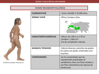 ORIGEN Y EVOLUCIÓN DEL SER HUMANO

HOMO NEANDERTHALENSIS
CUÁNDOVIVIÓ

- Entre 130.000 Y 35.000 años.

DÓNDE VIVIÓ

-África, Europa y Asia.

CARACTERÍSTICAS
FÍSICAS

-Altura: de 1’60 m a 1’70 m.
-Cerebro: 1.500 cm3.
-Era de complexión robusta.

AVANCES TÉCNICOS

-Fabricó diversos utensilios de piedra.
Se cubría con pieles. Enterraba a los
muertos.

CURIOSIDADES

-Se ha comprobado que los
neandertales prac caban el
canibalismo, bien con ﬁnes rituales o
con ﬁnes alimen cios (en épocas de
hambruna).

 