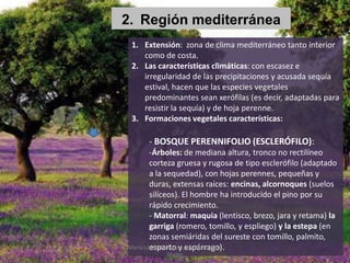 2. Región mediterránea
1. Extensión: zona de clima mediterráneo tanto interior
como de costa.
2. Las características climáticas: con escasez e
irregularidad de las precipitaciones y acusada sequía
estival, hacen que las especies vegetales
predominantes sean xerófilas (es decir, adaptadas para
resistir la sequía) y de hoja perenne.
3. Formaciones vegetales características:
- BOSQUE PERENNIFOLIO (ESCLERÓFILO):
-Árboles: de mediana altura, tronco no rectilíneo
corteza gruesa y rugosa de tipo esclerófilo (adaptado
a la sequedad), con hojas perennes, pequeñas y
duras, extensas raíces: encinas, alcornoques (suelos
silíceos). El hombre ha introducido el pino por su
rápido crecimiento.
- Matorral: maquia (lentisco, brezo, jara y retama) la
garriga (romero, tomillo, y espliego) y la estepa (en
zonas semiáridas del sureste con tomillo, palmito,
esparto y espárrago).Marta López Rodríguez, Ave María Casa
Madre
 
