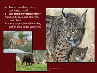 4. Fauna: mamíferos: lince,
comadreja, jabalí…
5. Explotación forestal: encinar
Su fruto: bellota para alimento
cerdo ibérico
Madera: carpintería, leña, útiles,
carbón (alto poder calorífico)
Marta López Rodríguez, Ave María Casa
Madre
 