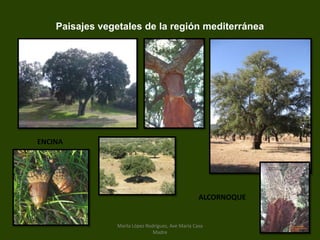 Paisajes vegetales de la región mediterránea
ENCINA
ALCORNOQUE
Marta López Rodríguez, Ave María Casa
Madre
 
