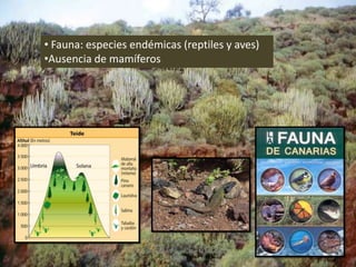 • Fauna: especies endémicas (reptiles y aves)
•Ausencia de mamíferos
Marta López Rodríguez, Ave María Casa
Madre
 