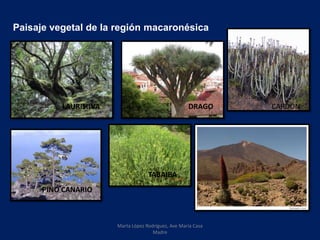 Paisaje vegetal de la región macaronésica
LAURISILVA DRAGO
PINO CANARIO
TABAIBA
CARDÓN
Marta López Rodríguez, Ave María Casa
Madre
 