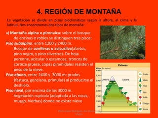 4. REGIÓN DE MONTAÑA
a) Montaña alpina o pirenaica: sobre el bosque
de encinas o robles se distinguen tres pisos:
Piso subalpino: entre 1200 y 2400 m.
Bosque de coníferas o acicusilva(abetos,
pino negro, y pino silvestre). De hoja
perenne, acicular o escamosa, troncos de
corteza gruesa, copas piramidales resisten el
peso de la nieve.
Piso alpino, entre 2400 y 3000 m: prados
(festuca, genciana, prímulas) al producirse el
deshielo.
Piso nival, por encima de los 3000 m.
Vegetación rupícola (adaptada a las rocas,
musgo, hierbas) donde no existe nieve.
La vegetación se divide en pisos bioclimáticos según la altura, el clima y la
latitud. Nos encontramos dos tipos de montaña:
Marta López Rodríguez, Ave María Casa
Madre
 