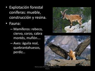 • Explotación forestal
coníferas: mueble,
construcción y resina.
• Fauna:
– Mamíferos: rebeco,
ciervo, corzo, cabra
montés, muflón….
– Aves: águila real,
quebrantahuesos,
perdiz…
Marta López Rodríguez, Ave María Casa
Madre
 