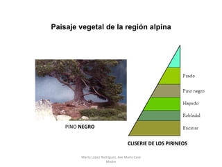 Paisaje vegetal de la región alpina
CLISERIE DE LOS PIRINEOS
PINO NEGRO
Prof. ISAAC BUZO SÁNCHEZ
Marta López Rodríguez, Ave María Casa
Madre
 