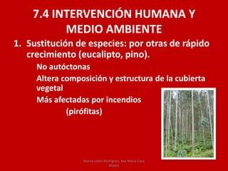 7.4 INTERVENCIÓN HUMANA Y
MEDIO AMBIENTE
1. Sustitución de especies: por otras de rápido
crecimiento (eucalipto, pino).
No autóctonas
Altera composición y estructura de la cubierta
vegetal
Más afectadas por incendios
(pirófitas)
Marta López Rodríguez, Ave María Casa
Madre
 