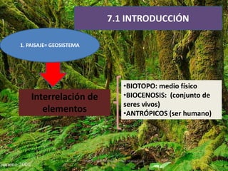 7.1 INTRODUCCIÓN
Interrelación de
elementos
•BIOTOPO: medio físico
•BIOCENOSIS: (conjunto de
seres vivos)
•ANTRÓPICOS (ser humano)
1. PAISAJE= GEOSISTEMA
Marta López Rodríguez, Ave María Casa
Madre
 