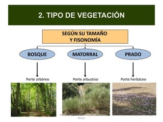Prof. ISAAC BUZO SÁNCHEZ
2. TIPO DE VEGETACIÓN
SEGÚN SU TAMAÑO
Y FISONOMÍA
BOSQUE
Porte arbóreo
MATORRAL
Porte arbustivo
PRADO
Porte herbáceo
Fuente: colección particular
Marta López Rodríguez, Ave María Casa
Madre
 