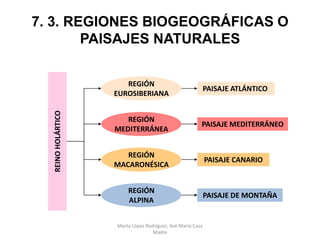 Prof. ISAAC BUZO SÁNCHEZ
7. 3. REGIONES BIOGEOGRÁFICAS O
PAISAJES NATURALES
REINOHOLÁRTICO
REGIÓN
EUROSIBERIANA
REGIÓN
MEDITERRÁNEA
REGIÓN
MACARONÉSICA
PAISAJE ATLÁNTICO
PAISAJE MEDITERRÁNEO
PAISAJE CANARIO
REGIÓN
ALPINA
PAISAJE DE MONTAÑA
Marta López Rodríguez, Ave María Casa
Madre
 