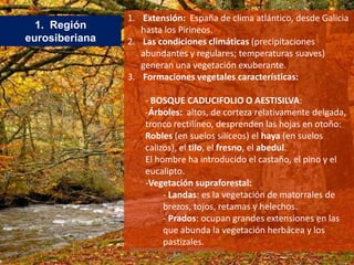 1. Región
eurosiberiana
1. Extensión: España de clima atlántico, desde Galicia
hasta los Pirineos.
2. Las condiciones climáticas (precipitaciones
abundantes y regulares; temperaturas suaves)
generan una vegetación exuberante.
3. Formaciones vegetales características:
- BOSQUE CADUCIFOLIO O AESTISILVA:
-Árboles: altos, de corteza relativamente delgada,
tronco rectilíneo, desprenden las hojas en otoño:
Robles (en suelos silíceos) el haya (en suelos
calizos), el tilo, el fresno, el abedul.
El hombre ha introducido el castaño, el pino y el
eucalipto.
-Vegetación supraforestal:
- Landas: es la vegetación de matorrales de
brezos, tojos, retamas y helechos.
- Prados: ocupan grandes extensiones en las
que abunda la vegetación herbácea y los
pastizales.
Marta López Rodríguez, Ave María Casa
Madre
 