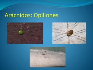 Arácnidos: Opiliones
 