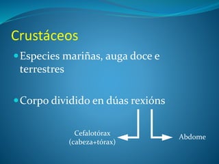 Crustáceos
Especies mariñas, auga doce e
terrestres
Corpo dividido en dúas rexións
Cefalotórax
(cabeza+tórax)
Abdome
 