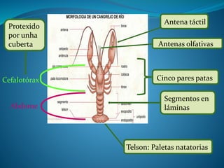 Cefalotórax
Abdome
Protexido
por unha
cuberta
Antena táctil
Antenas olfativas
Cinco pares patas
Segmentos en
láminas
Telson: Paletas natatorias
 