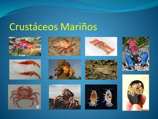 Crustáceos Mariños
 
