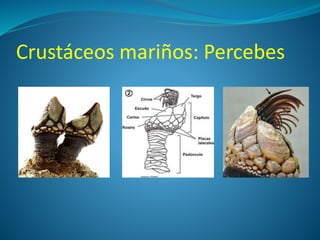 Crustáceos mariños: Percebes
 