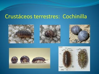 Crustáceos terrestres: Cochinilla
 
