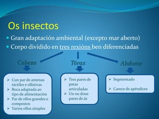 Os insectos
 Gran adaptación ambiental (excepto mar aberto)
 Corpo dividido en tres rexións ben diferenciadas
 Cun par de antenas
táctiles e olfativas
 Boca adaptada ao
tipo de alimentación
 Par de ollos grandes e
compostos
 Varios ollos simples
Cabeza
 Tres pares de
patas
articuladas
 Un ou dous
pares de ás
Tórax
 Segmentado
 Carece de apéndices
Abdome
 
