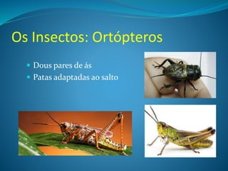 Os Insectos: Ortópteros
 Dous pares de ás
 Patas adaptadas ao salto
 