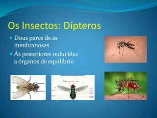 Os Insectos: Dípteros
 Dous pares de ás
menbranosas
 Ás posteriores reducidas
a órganos de equilibrio
 