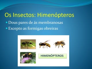Os Insectos: Himenópteros
 Dous pares de ás membranosas
 Excepto as formigas obreiras
 