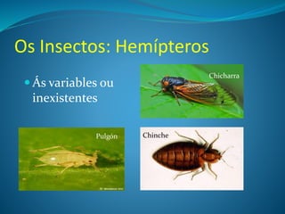 Os Insectos: Hemípteros
 Ás variables ou
inexistentes
Chicharra
Pulgón Chinche
 