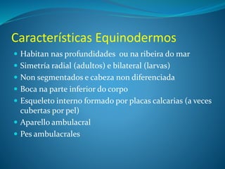 Características Equinodermos
 Habitan nas profundidades ou na ribeira do mar
 Simetría radial (adultos) e bilateral (larvas)
 Non segmentados e cabeza non diferenciada
 Boca na parte inferior do corpo
 Esqueleto interno formado por placas calcarias (a veces
cubertas por pel)
 Aparello ambulacral
 Pes ambulacrales
 