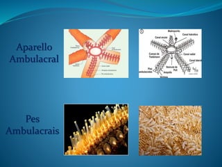 Aparello
Ambulacral
Pes
Ambulacrais
 