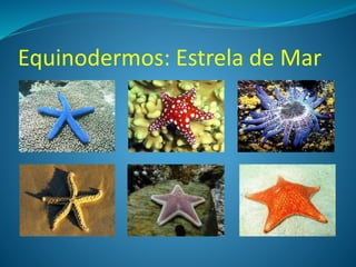 Equinodermos: Estrela de Mar
 