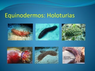 Equinodermos: Holoturias
 