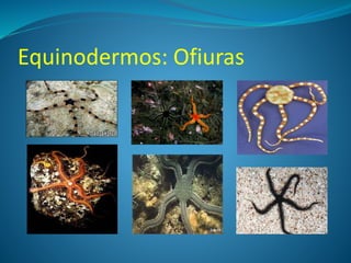 Equinodermos: Ofiuras
 