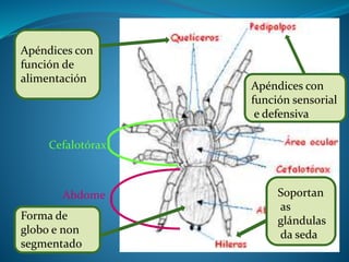 Abdome
Cefalotórax
Apéndices con
función de
alimentación
Forma de
globo e non
segmentado
Apéndices con
función sensorial
e defensiva
Soportan
as
glándulas
da seda
 